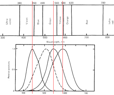 Graph Showing Response of Cones as a Function of Wavelength